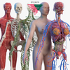 SHBBSSC002 - Incorporate Knowledge of Body Structures and Functions into Beauty Therapy