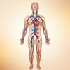 Illustration of the human circulatory system - SHBBSSC002 body structures and functions